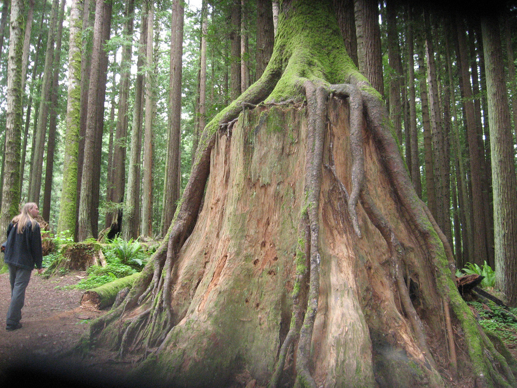 redwood stump